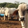 Bolivia apunta a superar los $us 250 millones en exportaciones de carne y genética bovina