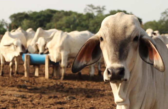 Bolivia apunta a superar los $us 250 millones en exportaciones de carne y genética bovina