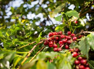 Café global en tensión: clima desigual y cosechas mixtas sacuden los precios