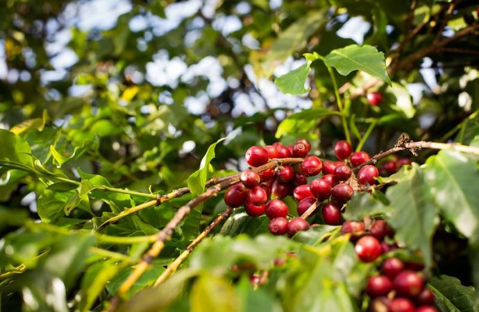 Café global en tensión: clima desigual y cosechas mixtas sacuden los precios