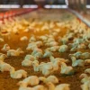 Crisis avícola: bloqueos obligan a vender pollos prematuramente y alteran precios