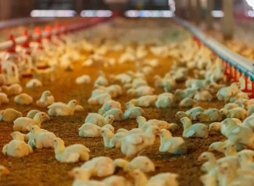 Crisis avícola: bloqueos obligan a vender pollos prematuramente y alteran precios