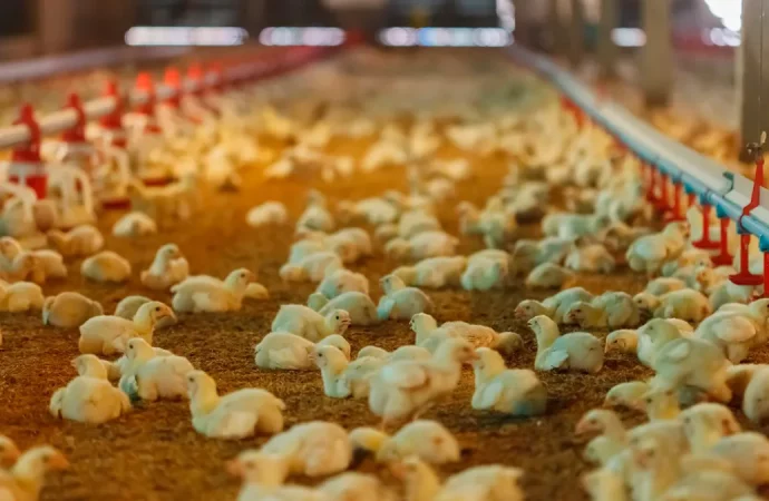 Crisis avícola: bloqueos obligan a vender pollos prematuramente y alteran precios