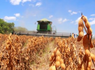 Falta de diésel paraliza la siembra de soya en Santa Cruz y pone en riesgo la campaña de invierno