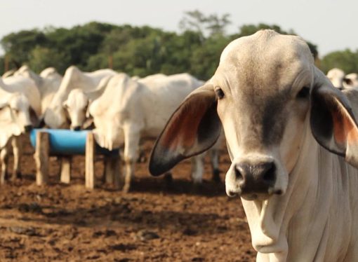 CAO exige certidumbre y simplificación burocrática para revitalizar el agro boliviano
