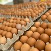 Crisis silenciosa: el contrabando de alimentos desde Bolivia gana terreno en Sudamérica