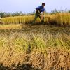 El campo boliviano paralizado por falta de diésel: peligra la cosecha arrocera