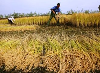 El campo boliviano paralizado por falta de diésel: peligra la cosecha arrocera
