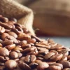 Café boliviano comienza a consolidarse en mercados de alta demanda mundial