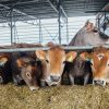 Agroindustria acumula silos, ganadería se tambalea ante crisis de combustible