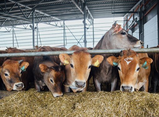 Agroindustria acumula silos, ganadería se tambalea ante crisis de combustible