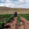 Heladas intensas dañan cultivos y ganadería en gran parte de Bolivia