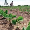 Sequía restringe la siembra de soya de invierno al 80 % de lo planeado