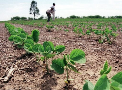 Sequía restringe la siembra de soya de invierno al 80 % de lo planeado