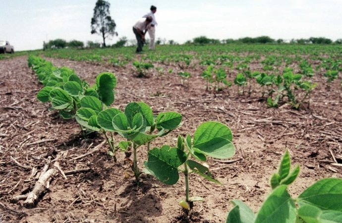 Sequía restringe la siembra de soya de invierno al 80 % de lo planeado