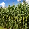 Santa Cruz enfrenta un déficit persistente en la producción de maíz