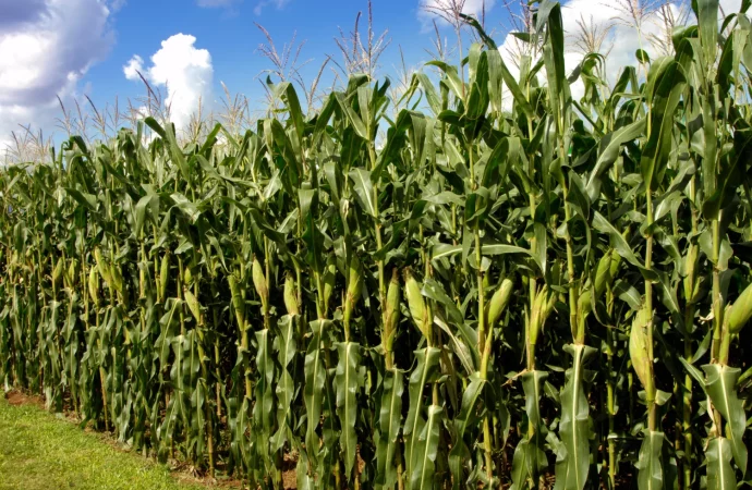 Santa Cruz enfrenta un déficit persistente en la producción de maíz