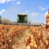 Cosecha de invierno alcanza 70 % pero sequía compromete zonas clave del oriente boliviano