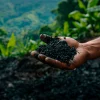 Biochar: la nueva apuesta boliviana que une productividad agrícola y créditos de carbono