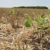 Calor extremo pone en riesgo la productividad y el crecimiento económico