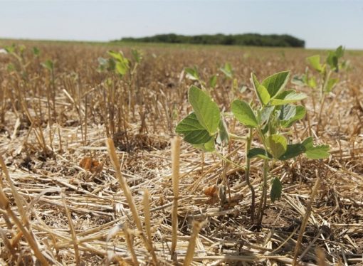 Calor extremo pone en riesgo la productividad y el crecimiento económico
