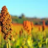 Sorgo boliviano en ruta hacia China: nueva apuesta exportadora en plena diversificación