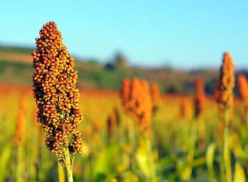 Sorgo boliviano en ruta hacia China: nueva apuesta exportadora en plena diversificación