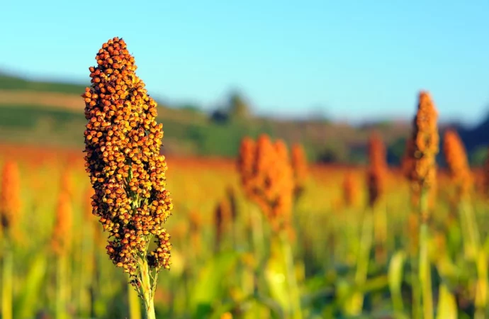 Sorgo boliviano en ruta hacia China: nueva apuesta exportadora en plena diversificación