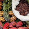Caída del cacao golpea los mercados globales por exceso de oferta