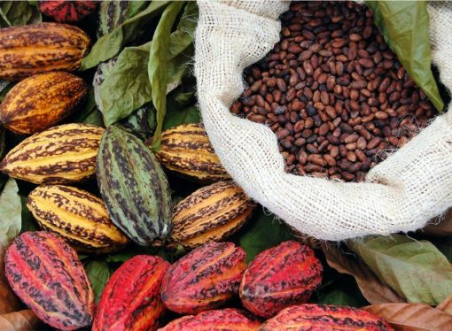Caída del cacao golpea los mercados globales por exceso de oferta