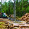 Superávit forestal sostiene aporte externo pese a menor demanda internacional