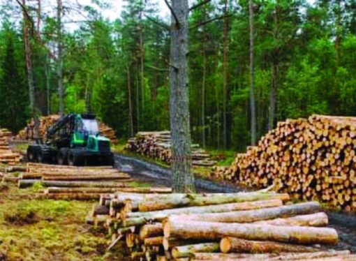 Superávit forestal sostiene aporte externo pese a menor demanda internacional