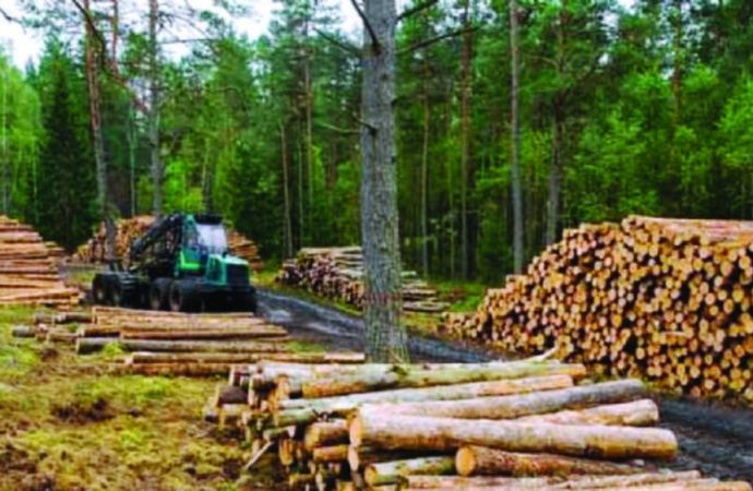 Superávit forestal sostiene aporte externo pese a menor demanda internacional