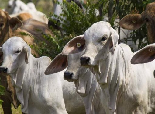 Diálogo entre Gobierno y sector productivo en Bolivia abre espacio a mayor estabilidad económica para 2026