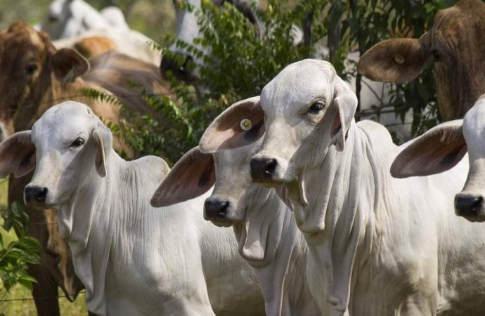 Diálogo entre Gobierno y sector productivo en Bolivia abre espacio a mayor estabilidad económica para 2026