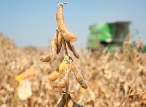 Bolivia abre importación de soya sin arancel para sostener cadena alimentaria