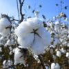 Bolivia avanza hacia algodón con biotecnología y busca reactivar un cultivo clave para su industria textil