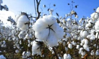 Bolivia avanza hacia algodón con biotecnología y busca reactivar un cultivo clave para su industria textil