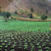 Las cadenas productivas del agro boliviano se están rompiendo y recomponerlas tomará meses