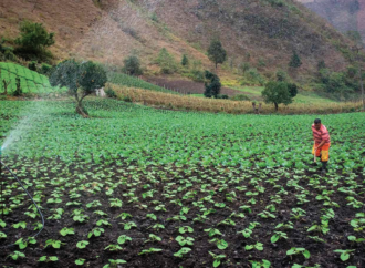 Las cadenas productivas del agro boliviano se están rompiendo y recomponerlas tomará meses