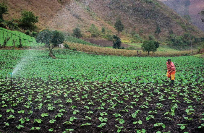 Las cadenas productivas del agro boliviano se están rompiendo y recomponerlas tomará meses